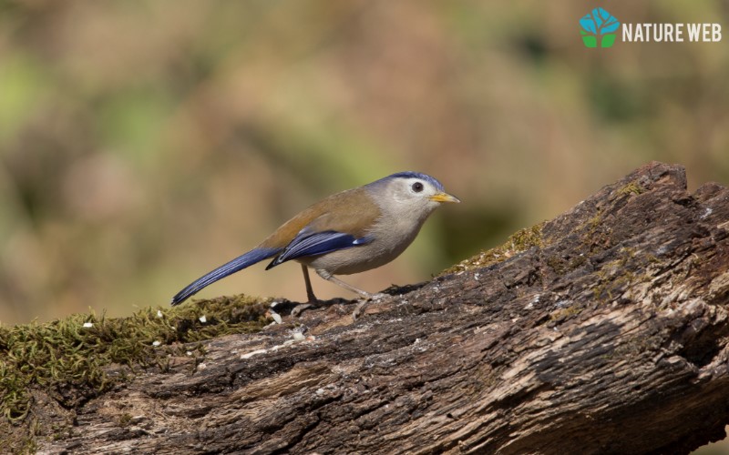 Perching Birds